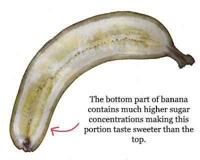 Bananas are sweeter at its bottom