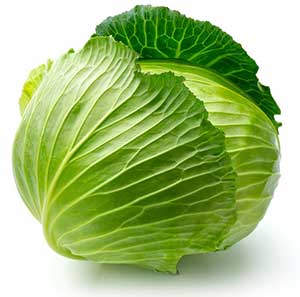 Cabbage