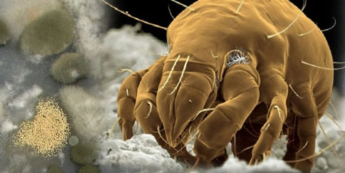 Grain and Flour Mites