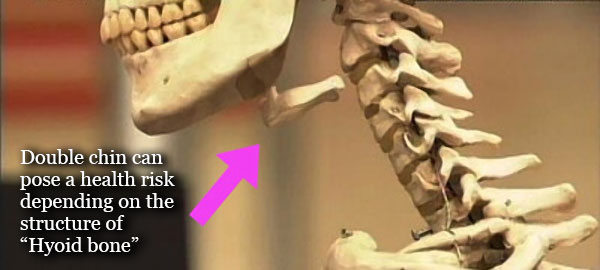 Hyoid Bone Structure