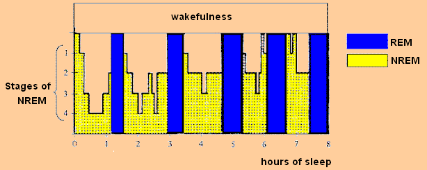 Sleep Cycles