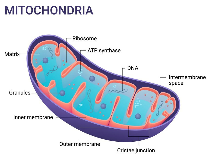 Mitochondria and ATP structure
