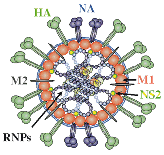 Bacteria and Virus