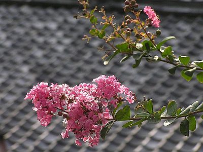 Banaba Plant