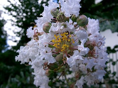 Banaba Plant