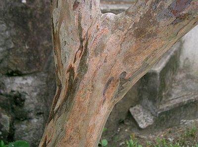 Banaba Plant