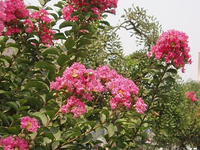 Banaba Plant